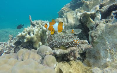 Wisata Karimunjawa termasuk dalam 12 spot Diving terindah di Indonesia